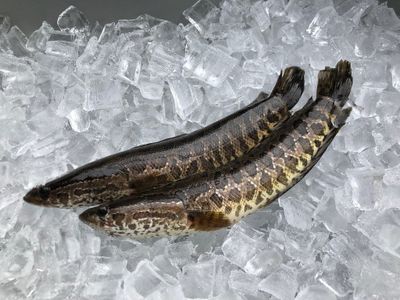 7 Manfaat Luar Biasa Ikan Gabus untuk Kesehatan Tubuh