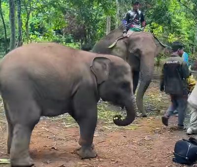 PLG Saree, Pusat Konservasi Gajah Sumatra di Aceh Besar yang Wajib Dikunjungi