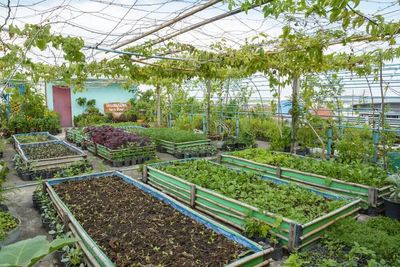 Destinasi Wisata Petik Buah Terbaik di Jambi: Rasakan Sensasi Segar Langsung dari Kebun