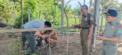 Satpol PP dan WH Aceh Jaya Gelar Lelang Ternak Hasil Penertiban, Ini Syarat Ikutnya