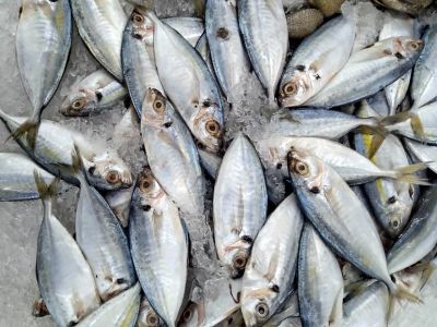7 Manfaat Ikan Selar untuk Kesehatan Tubuh yang Jarang Diketahui