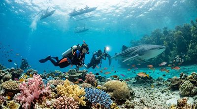 Mengapa Teluk Cenderawasih Jadi Magnet Penyelam Dunia? Rahasianya Ada Di Bawah Permukaan Laut