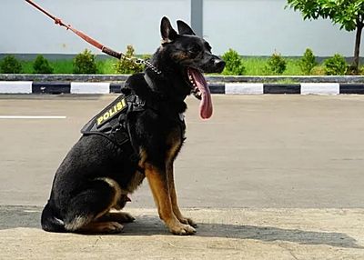 Sejarah Anjing Polisi, Mitra Andalan Penegak Hukum