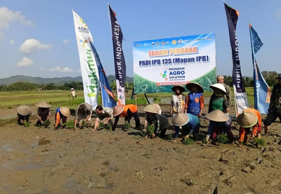 Alumni IPB Perkenalkan Varietas Padi Unggul IPB13S di Banyumas, Potensi Hasil 12 Ton per Hektare