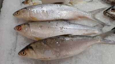 7 Manfaat Ikan Bandeng untuk Kesehatan yang Perlu Diketahui