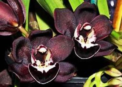 Flora Papua, Anggrek Hitam Jadi Simbol Kekayaan Hayati Bumi Cenderawasih