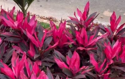 Andong Merah, Flora Khas Kota Malang yang Menyimpan Identitas Daerah