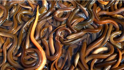 7 Manfaat Belut untuk Kesehatan Tubuh yang Perlu Diketahui