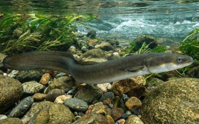 7 Manfaat Ikan Sidat untuk Kesehatan yang Jarang Diketahui
