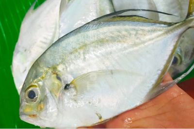 7 Manfaat Ikan Kuwe untuk Kesehatan Tubuh, Kaya Protein