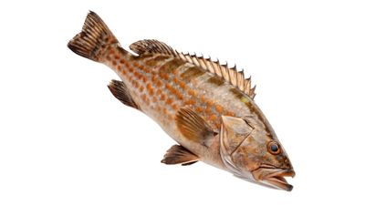 7 Manfaat Ikan Kerapu untuk Kesehatan Tubuh yang Perlu Diketahui