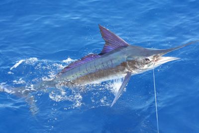 7 Manfaat Ikan Marlin untuk Kesehatan Tubuh yang Jarang Dibahas