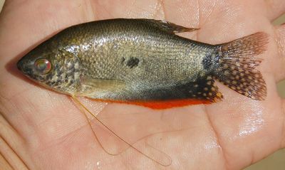 7 Manfaat Ikan Sepat untuk Kesehatan Tubuh yang Wajib Kamu Tahu