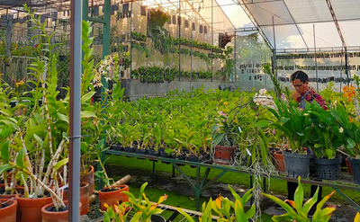 Petani Kota Batu Beralih ke Anggrek, Produksi Tembus Ratusan Ribu dan Nilai Ekonomi Terus Meningkat