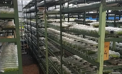 Dari Laboratorium ke Teras Rumah. Perjalanan Panjang Anggrek Sebelum Mekar Memikat
