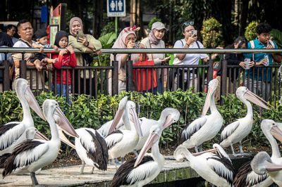 Ragunan Cetak Rekor di Puncak HUT Jakarta, Dikunjungi 135.500 Pengunjung dalam Sehari!