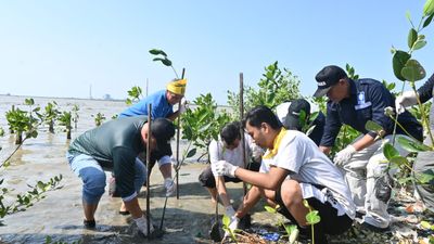 Kolaborasi Pemkab Cirebon dan IPM Tanam Mangrove untuk Lindungi Kawasan Pesisir