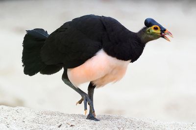 Kenalan Dengan Burung Maleo, Satwa Endemik Sulut