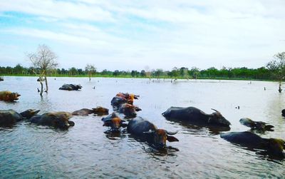 Wisata Kerbau Rawa Kalimantan Selatan: Sensasi Unik Melihat Kawanan Hebat Berenang di Rawa Danau Panggang