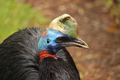 Kasuari Jadi Ikon Satwa Papua, Burung Purba yang Kuat dan Semakin Dilindungi