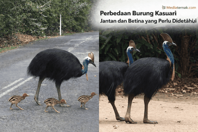 Kasuari Jantan dan Betina Punya Peran Berbeda, Ini Lima Perbedaan Utamanya