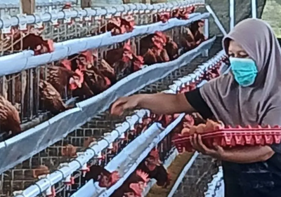 Harga Telur Anjlok, Peternak Temanggung Minta Pemerintah Intervensi