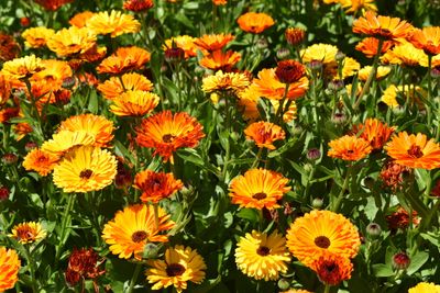 6 Manfaat Bunga Calendula untuk Kesehatan Kulit yang Wajib Diketahui