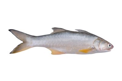 7 Manfaat Ikan Senangin untuk Kesehatan Tubuh yang Jarang Diketahui
