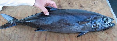 7 Manfaat Ikan Gindara untuk Kesehatan Tubuh yang Jarang Disadari