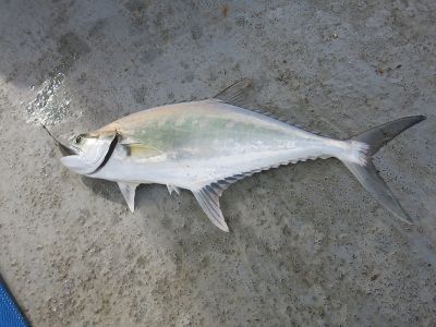 7 Manfaat Ikan Talang untuk Kesehatan Jantung hingga Otak