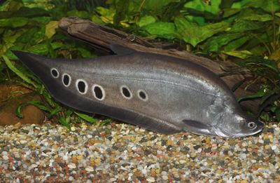 7 Manfaat Ikan Belida untuk Kesehatan yang Sayang Dilewatkan