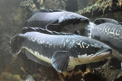 7 Manfaat Luar Biasa Ikan Toman untuk Kesehatan Tubuh