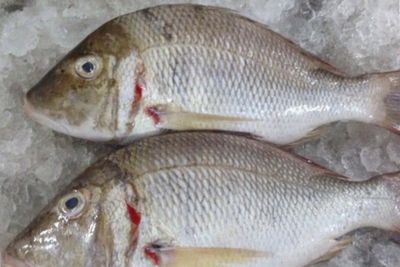7 Manfaat Ikan Lencam untuk Kesehatan yang Perlu Kamu Tahu