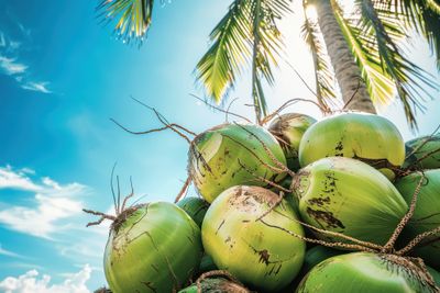 Kelapa, Kakao hingga Cengkih, Mengenal Komoditas Perkebunan Unggulan Konawe Raya