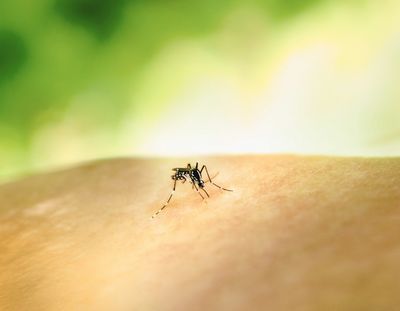 Pesawaran Jadi Satu-satunya Daerah Belum Bebas Malaria, Pemprov Lampung Percepat Eliminasi