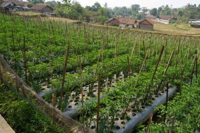 Tumpang Sari Adalah: Pengertian, Manfaat, dan Contoh Penerapannya
