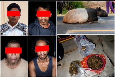 4 Warga Mesuji Ditangkap Usai Bunuh Tapir Dilindungi, Daging Dibagikan ke Warga
