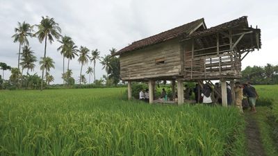Produksi Beras Banyuwangi Surplus 174 Ribu Ton pada Semester I 2026, Perkuat Cadangan Pangan Nasional