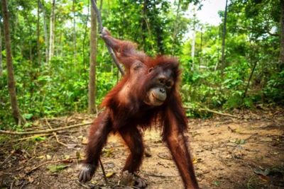 Kisah Bagus, Eboni, dan Ruby: Tiga Orangutan Kalimantan yang Kini Bebas di Alam Liar