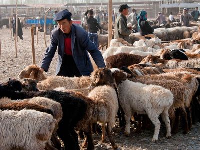 Cari Sapi dan Kambing Murah? Kunjungi Pasar Ternak Muara Bulian di Batanghari Jambi