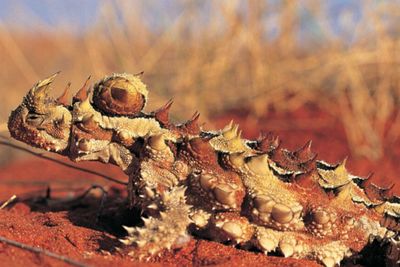5 Reptil Unik dengan Kemampuan Ajaib, Ada yang Bisa Jalan di Atas Air!