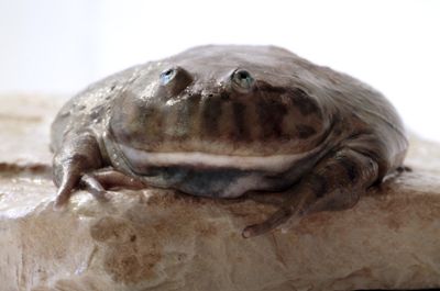 5 Fakta Menarik Budgett s Frog, Katak Eksotis dengan Wajah Cemberut