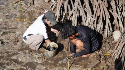 Mahasiswa KKN Itera Tanam Mangrove dan Selamatkan Terumbu Karang di Pahawang