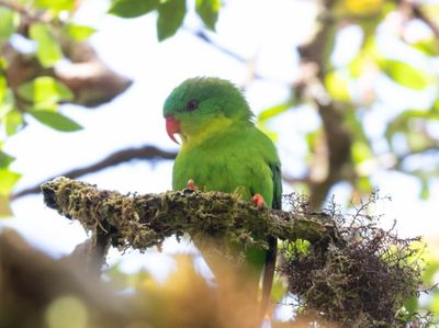 8 Fakta Blue-fronted Lorikeet, Burung yang Sempat Menghilang Hampir Seabad