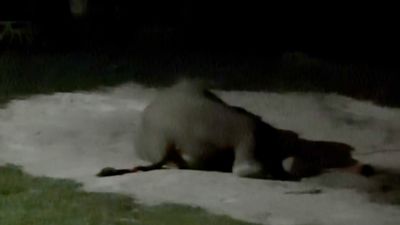 Momen Gajah di BTN Tesso Nilo Kentut Saat Sedang Tidur Nyenyak Jadi Perbincangan Netizen