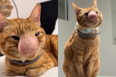 Bikin Khawatir! Hidung Kucing Oren Ini Bengkak Tak Biasa, Ternyata Ini Penyebabnya