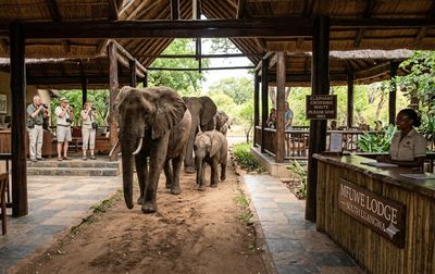 Lobi Hotel atau Jalur Migrasi Gajah? Mfuwe Lodge Jawab Keduanya!