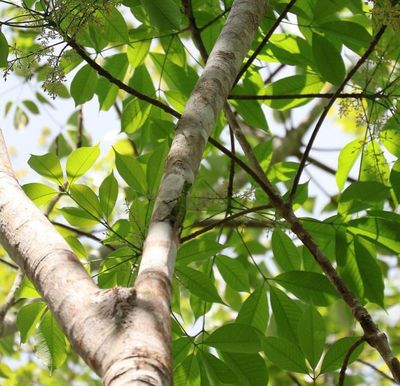 Penemuan Kadal Terbang di Geopark Meratus, Bukti Alami Ekosistem Kalimantan Masih Terjaga