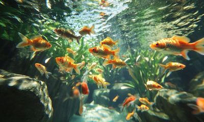 Panduan Wisata Belanja Aquascape dan Ikan Hias di Jambi: Surga Tersembunyi para Pecinta Air!
