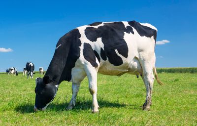Bukan Sekadar Corak, Ini 4 Rahasia di Balik Warna Hitam Putih Sapi Friesian Holstein